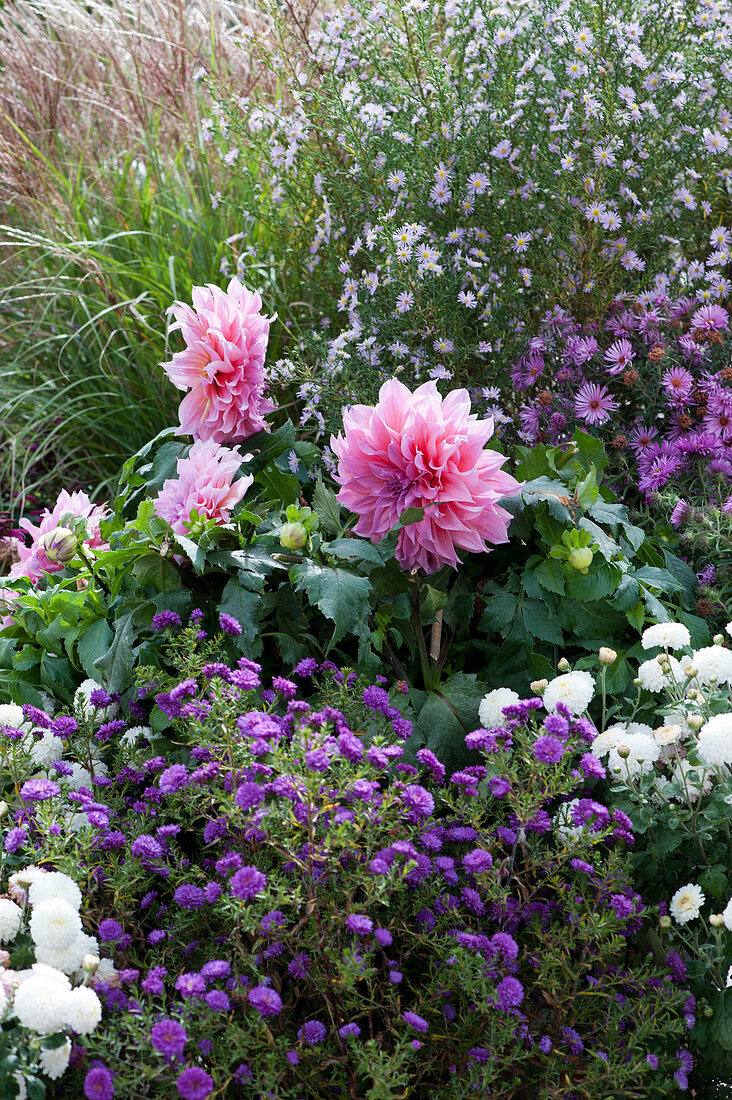 Autumn bed with asters, dahlia 'Lavender Ruffles' and chrysanthemums