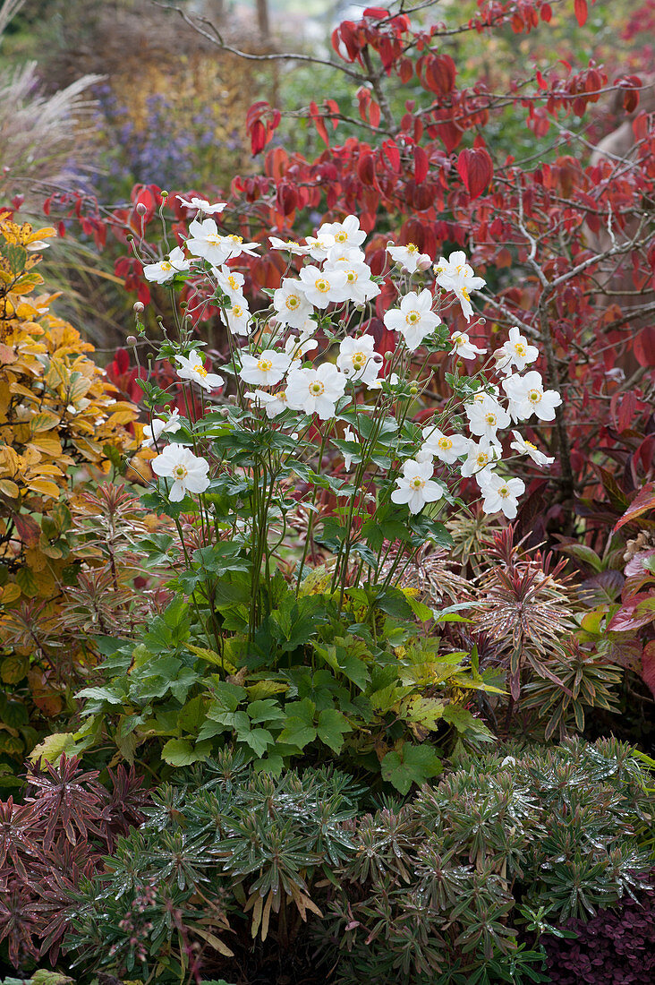 Autumn anemone 'Honorine Jobert' in the flower bed between milkweed and trees