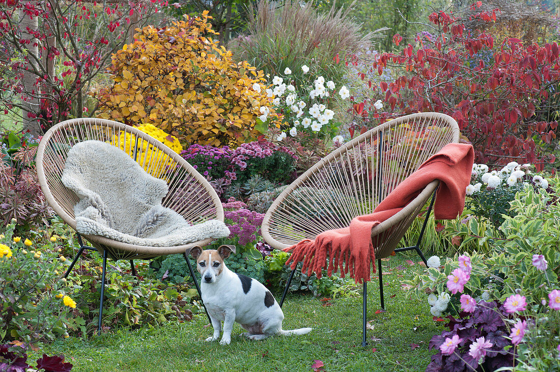 Seating area in the autumn garden bed with perennials and woody plants, dog Zula
