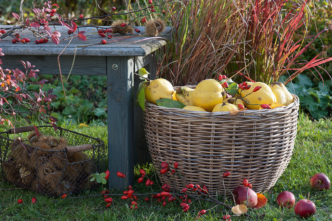Basket with freshly picked quinces next to a bench in the garden, wire basket with chestnuts, branch with rose hips, and apples