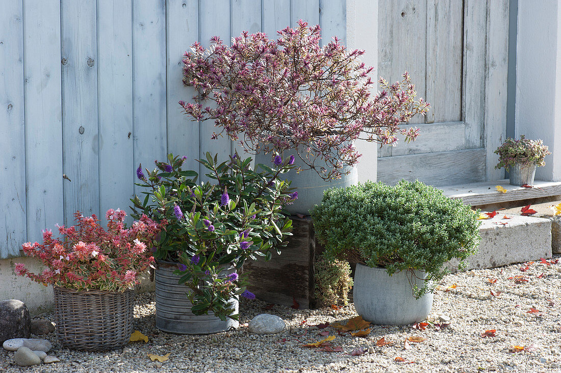 Pot arrangement with hebe Magicolors 'Heartbreaker', 'Grethe' 'Sutherlandii' and Abelia 'Confetti'