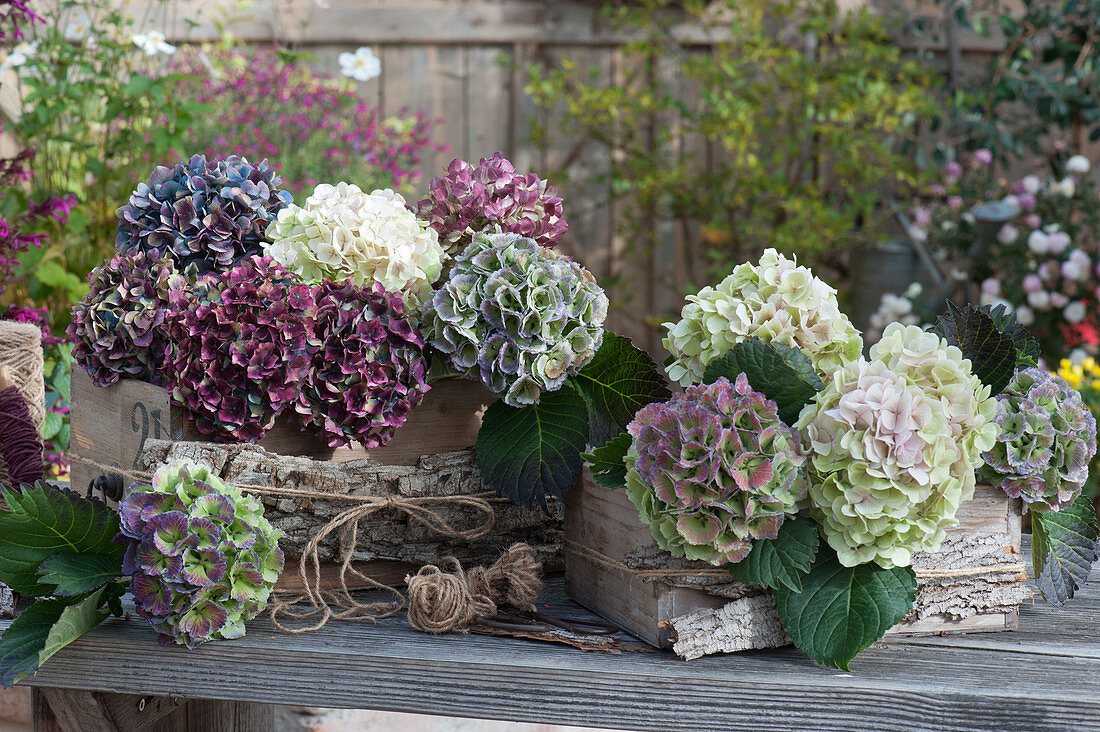 Arrangements of hydrangea flowers in wooden boxes with bark
