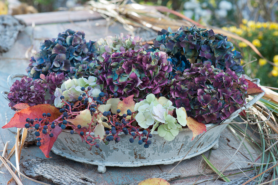 Hydrangea flowers and Ivy berries on an old tray