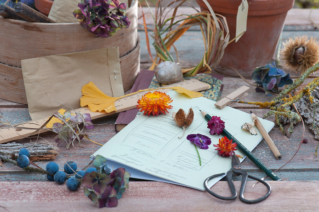 Ingredients for autumn floristry: flowers of strawflower, hydrangea and horned violet, ginkgo leaves, sloes, twigs, grasses, and bark