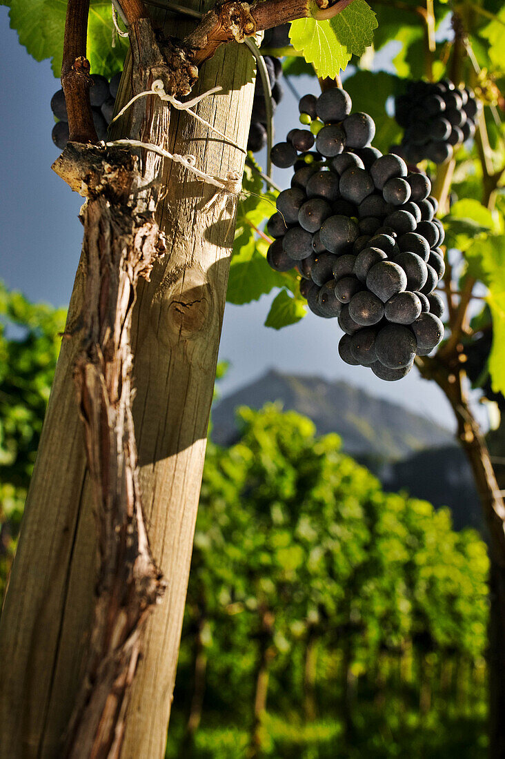 Rebstock, Weingut Gantenbein, Bündner Herrschaft, Fläsch, Graubünden, Schweiz