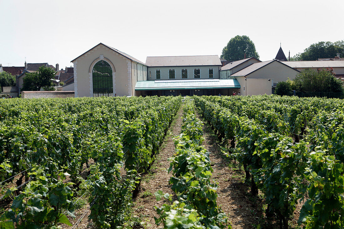 Rebzeilen, Maison Faivelay, Corton, Burgund, Frankreich