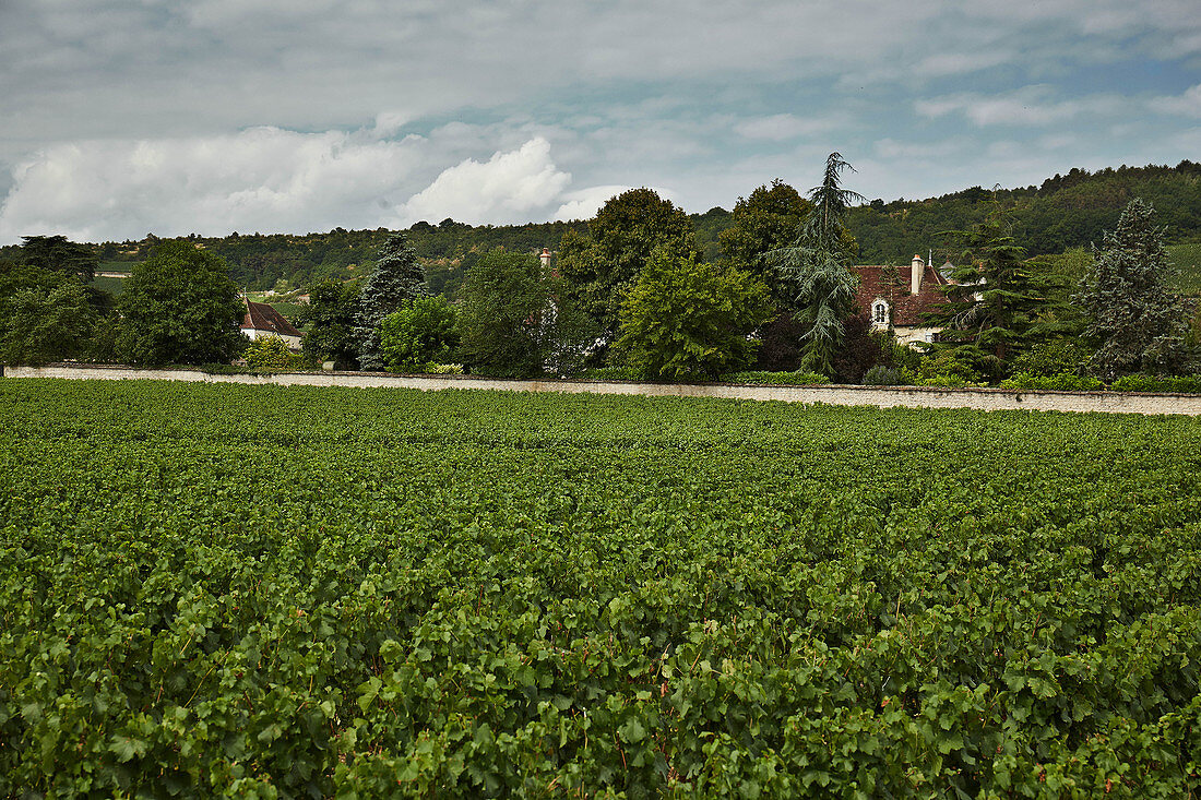 Weinlandschaft, Domaine Dujac, Burgund, Frankreich