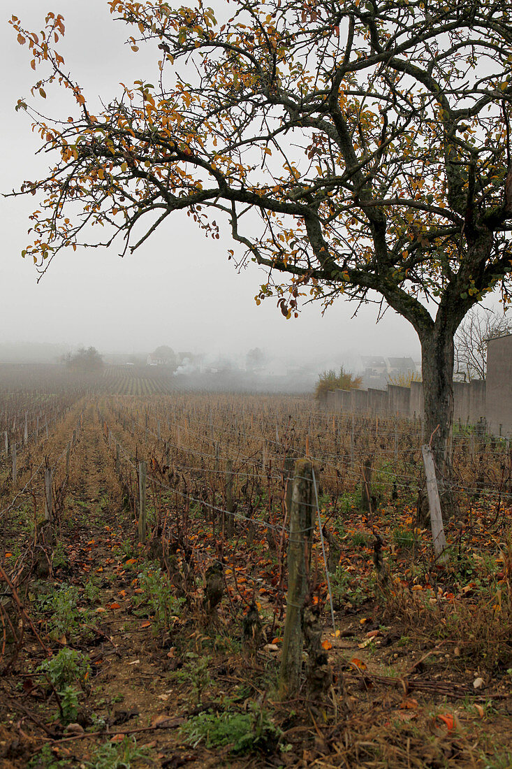 Weinlandschaft, Meo Camuzet, Burgund, Frankreich