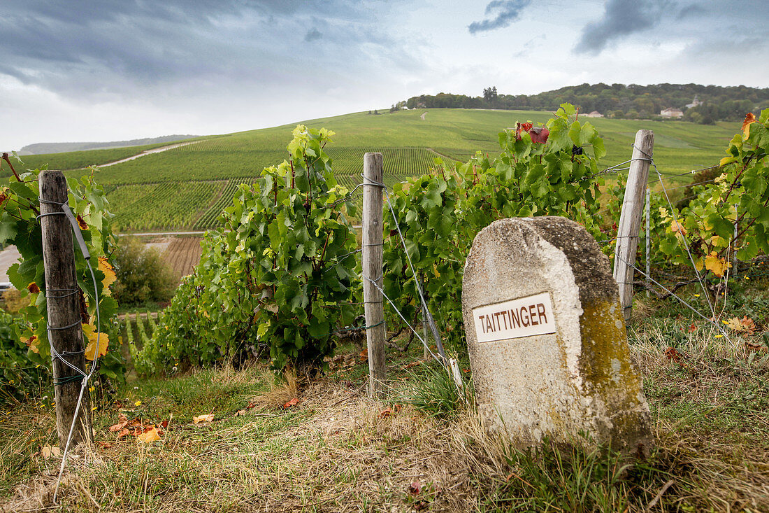 Weinberge mit Grenzstein, Taittinger, Champagne, Frankreich