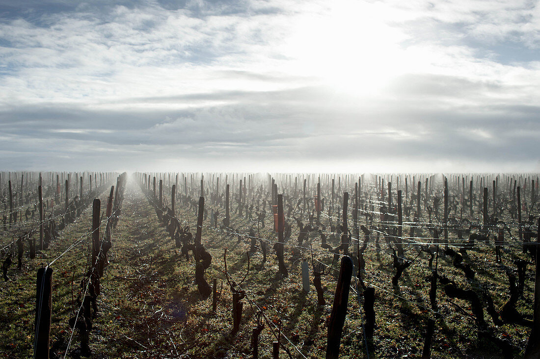 Weinlandschaft im Nebel, Château Giscours, Margaux, Bordeaux, Frankreich