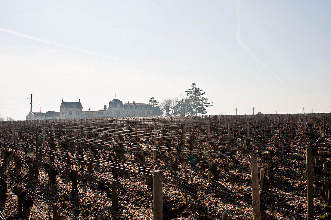 Vineyard landscape, Chateau Haut Brion, Pessac-Leognan, Bordeaux, France