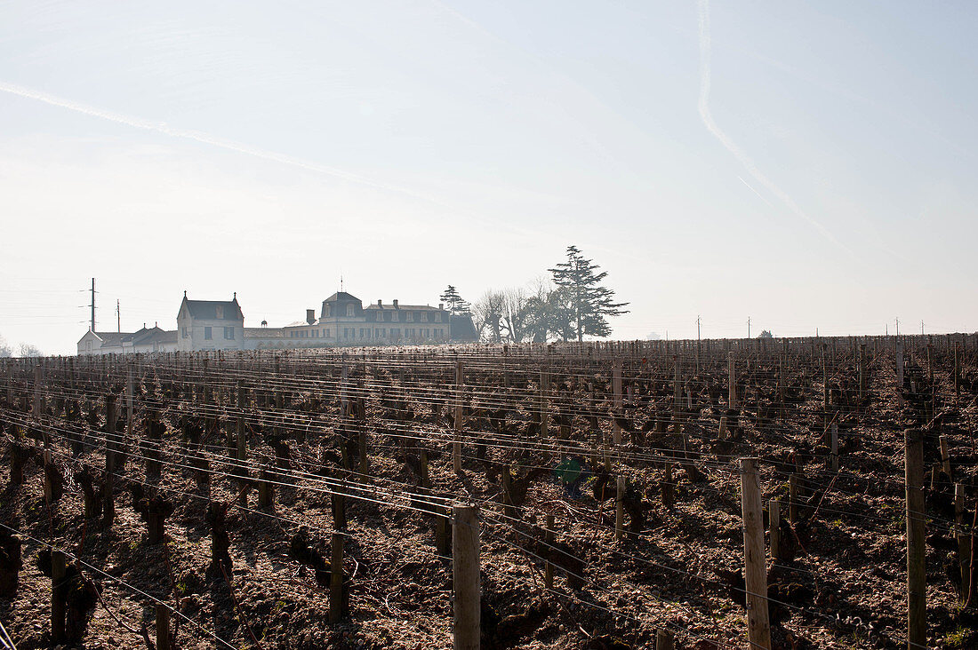 Weinlandschaft, Château Haut Brion, Pessac-Leognan, Bordeaux, Frankreich