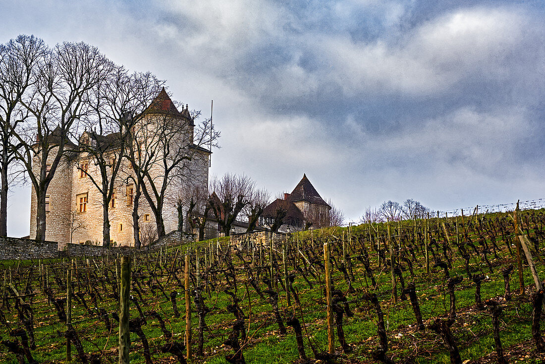 Rebzeilen, Château Lagrezette, Cahors, Frankreich