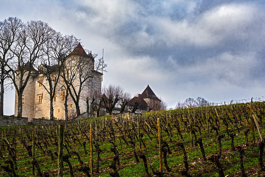 Vines, Chateau Lagrezette, Cahors, France