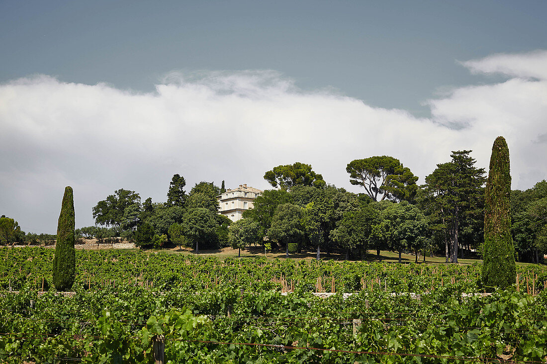 Vineyard landscape, Chateau La Nerthe, Chateauneuf-du-Pape, Rhone, France