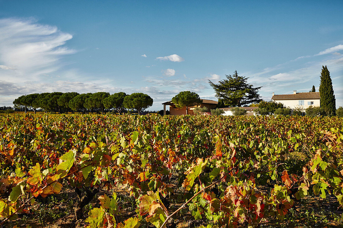 Weinlandschaft, Domaine Perrieres Kreydenweiss, Rhone, Frankreich