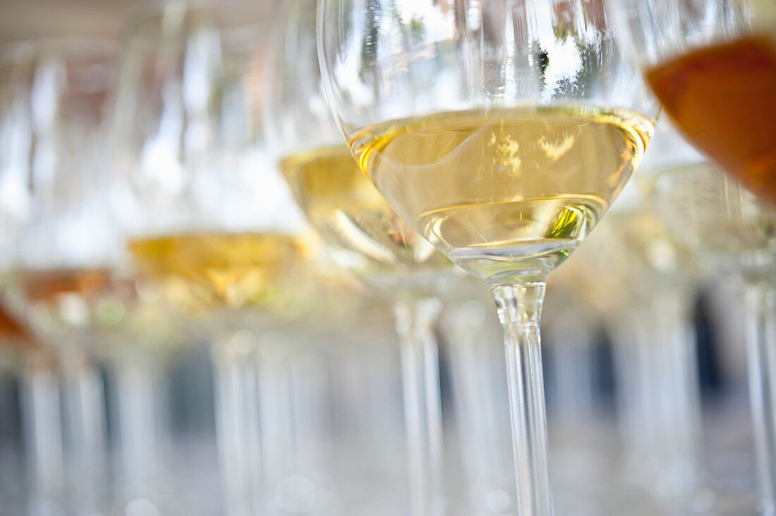 Glasses of white wine, Salem Palace, Markgraf vineyard, Bodensee, Baden, Germany