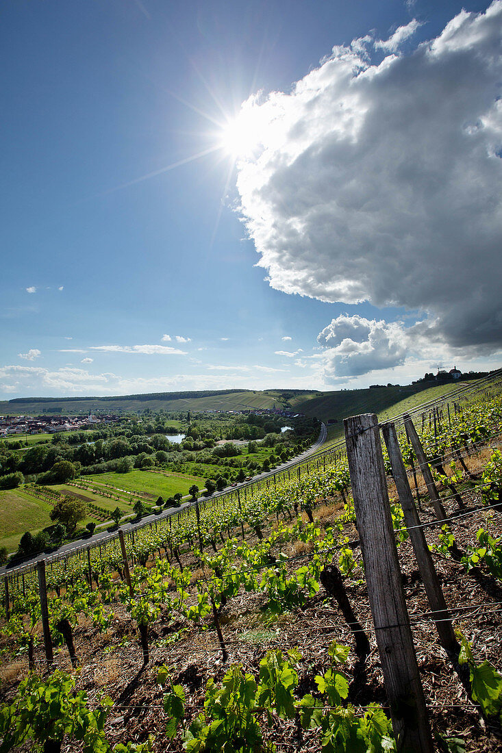 Weinlandschaft, Weingut Horst Sauer, Franken, Deutschland