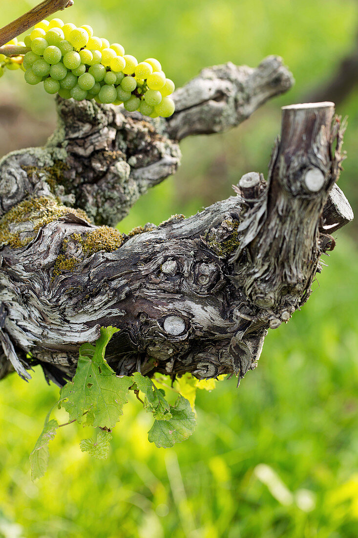 A vine, Klaus-Peter Keller vineyard, Rhinehessen, Germany