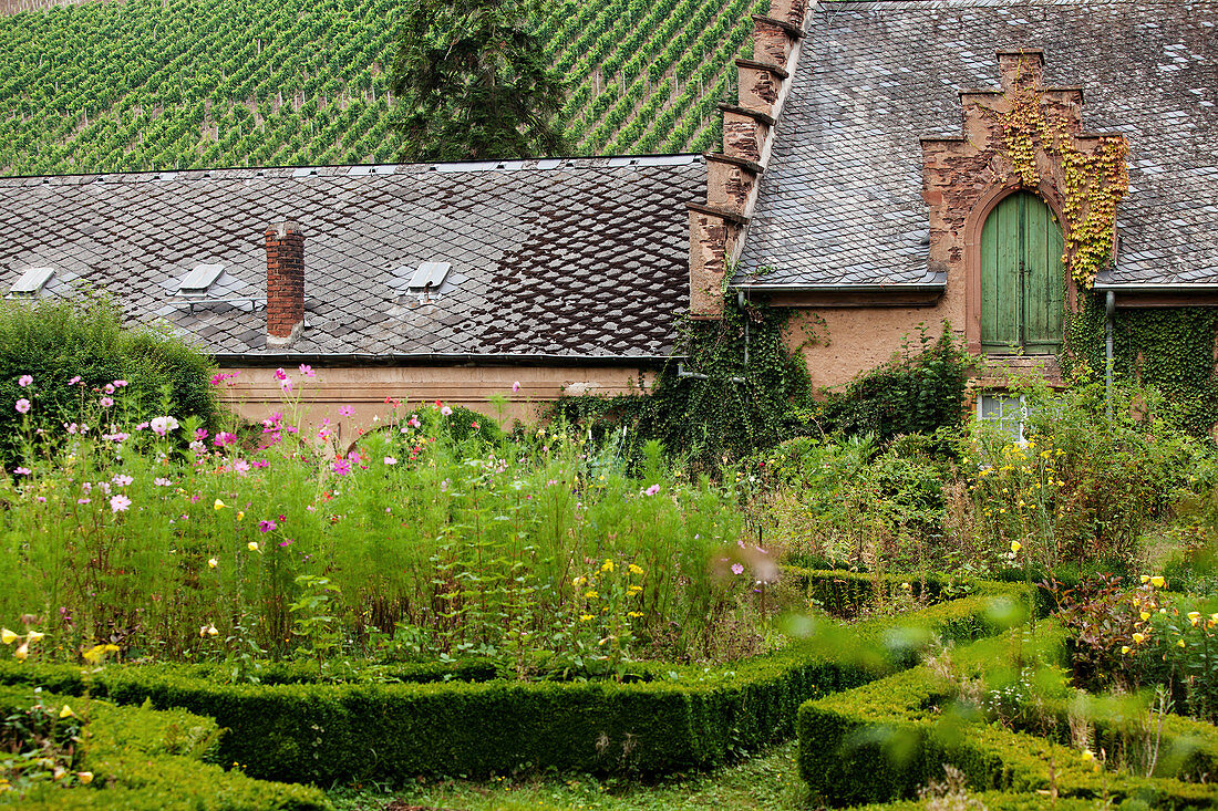 Herb garden, Maxim Grünhaus vineyard, Mosel, Germany