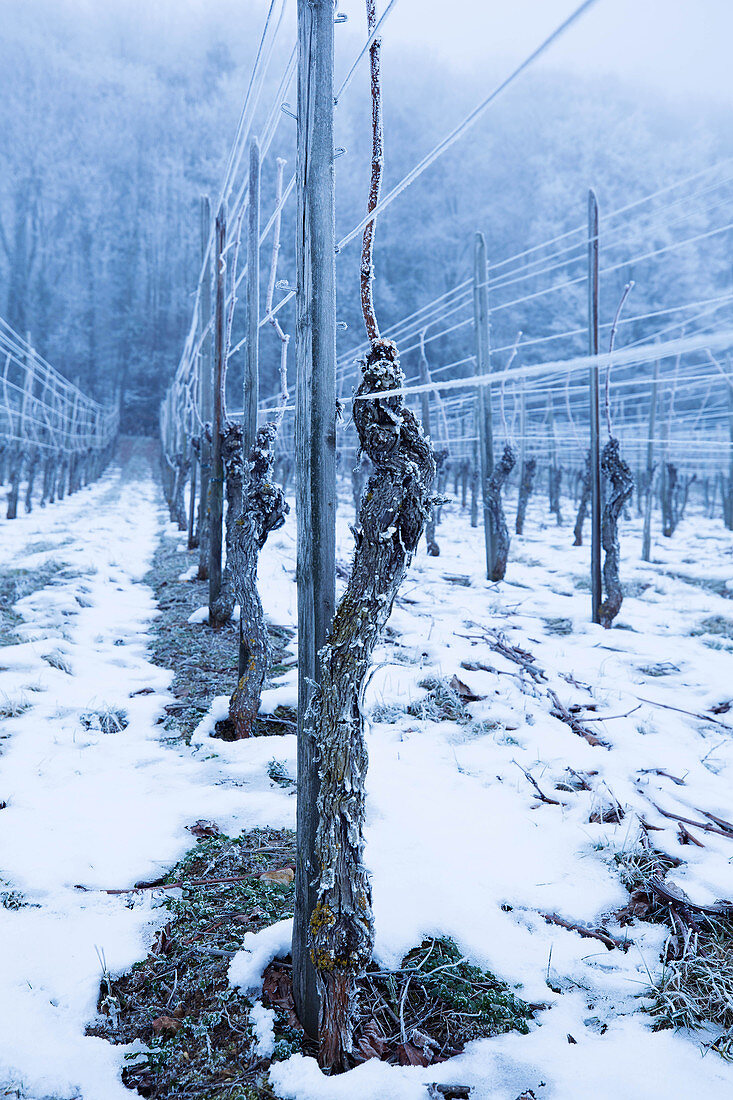 Winter at the Martin Wassmer vineyard, Markgräflerland region, Baden, Germany