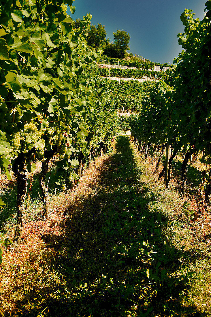 Weinlandschaft, Kaiserstuhl, Baden, Deutschland