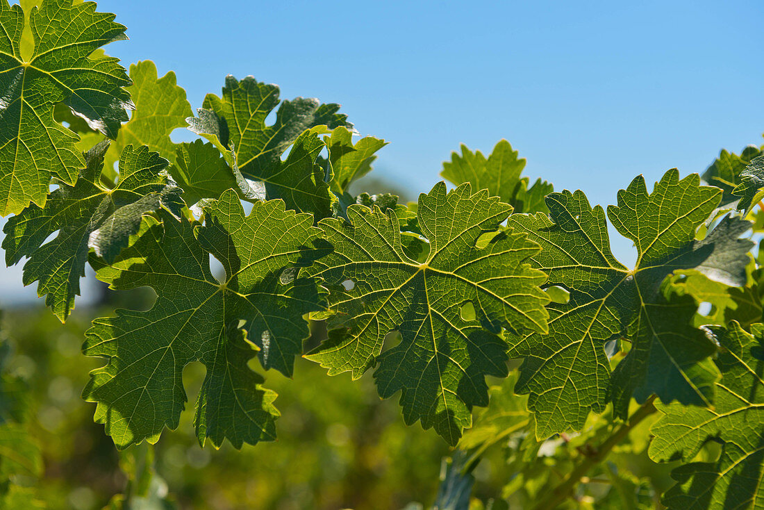 Weinblätter, Cathy Corison Winery, Napa Valley, Kalifornien, USA