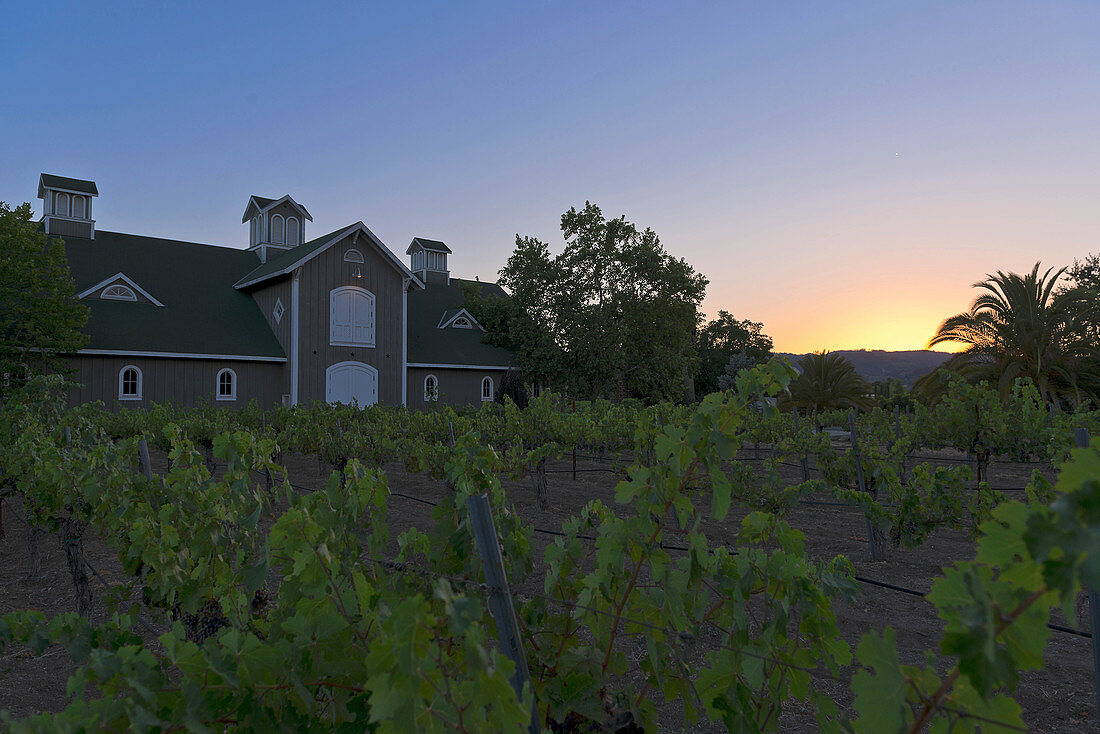 Vineyard landscape, Cathy Corison Winery, Napa Valley, California, USA