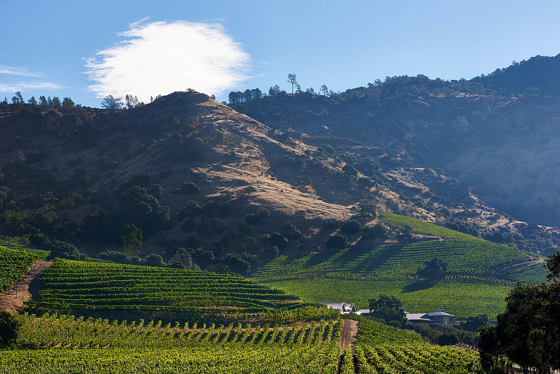 Weinlandschaft, Heitz Cellars Trailside, Napa Valley, Kalifornien, USA