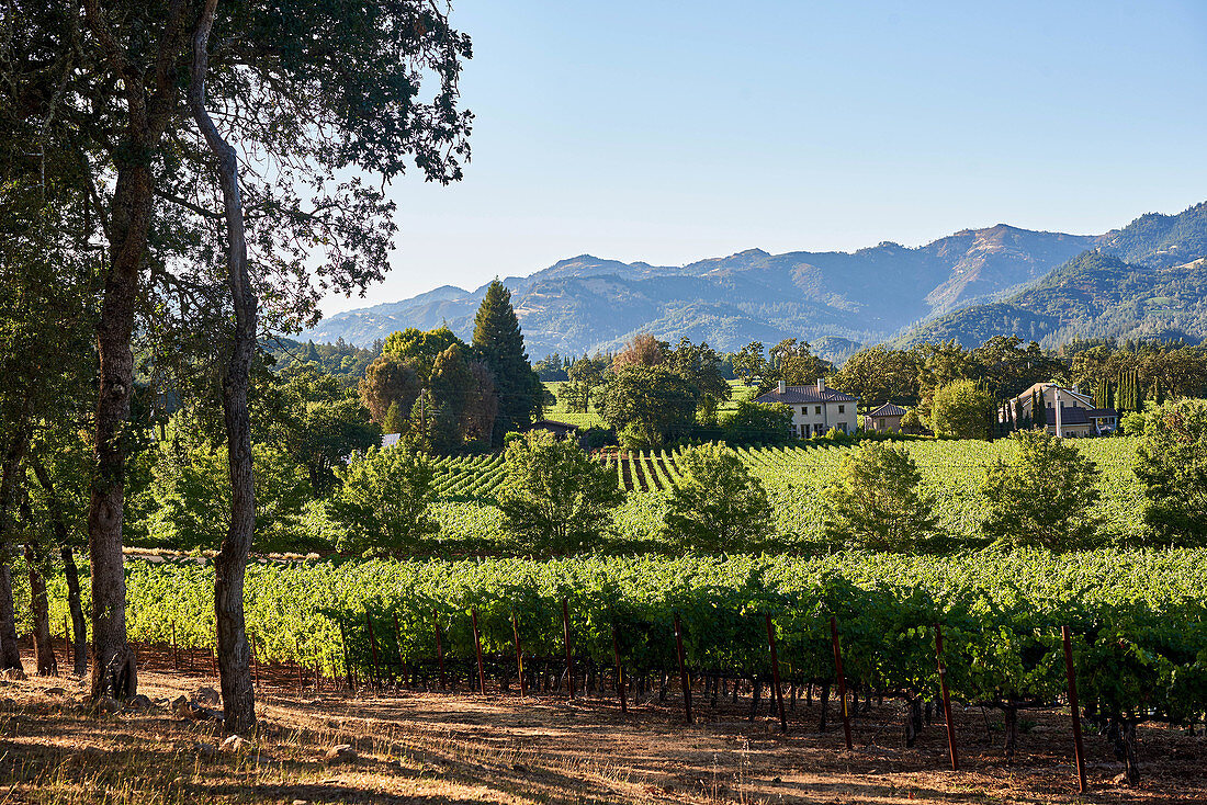Weinlandschaft, Silverado Trail, Napa Valley, Kalifornien, USA