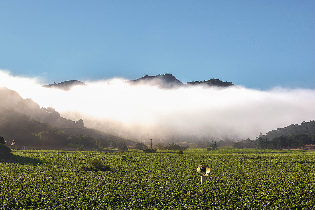 A vineyard landscape, Silverado Trail, Napa Valley, California, USA