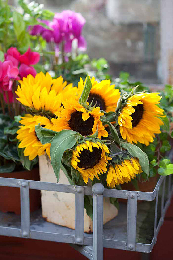 Autumn bouquet of sunflowers