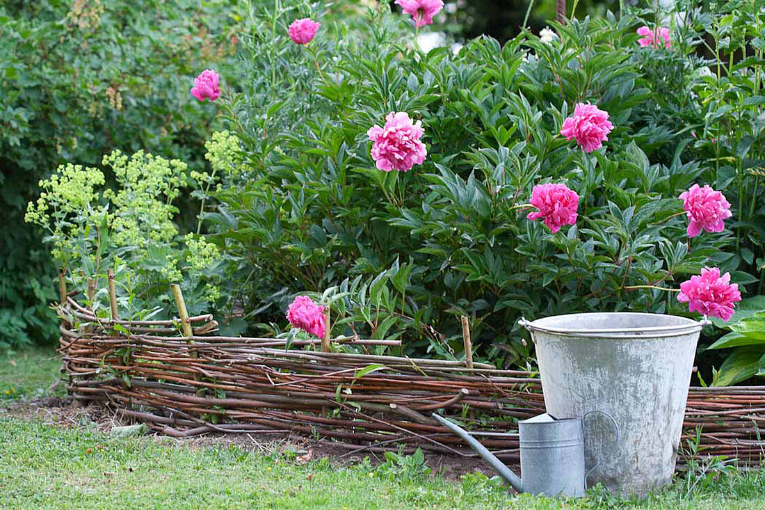 Peonies in flowerbed with woven wicker edging