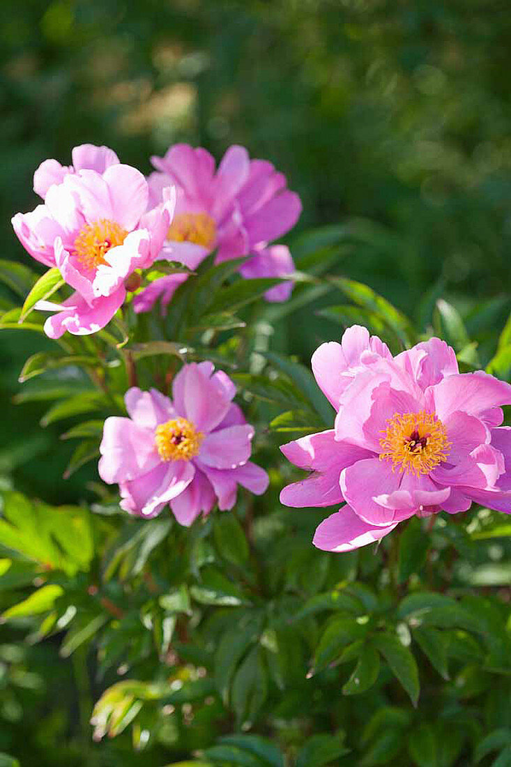 Peony 'Pink dawn'