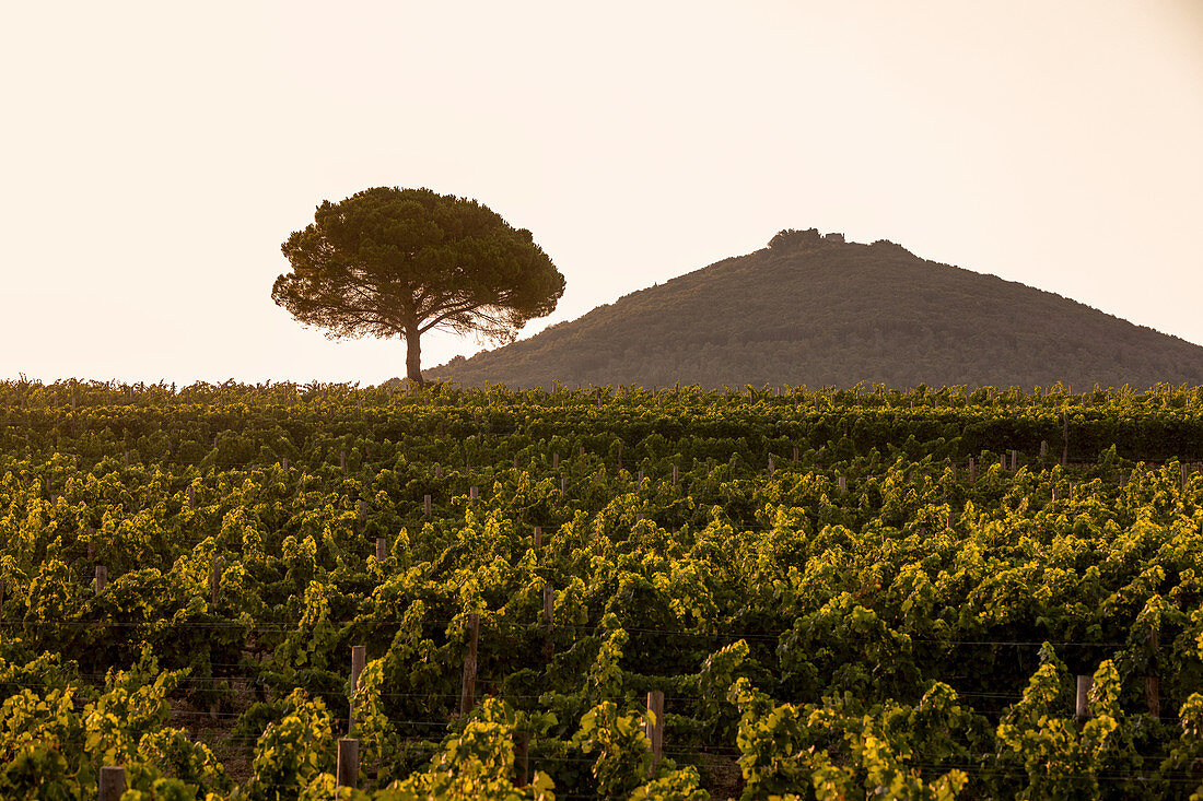 Vineyard landscape, Ornellaia, Masseto Bolgheri, Tuscany, Italy