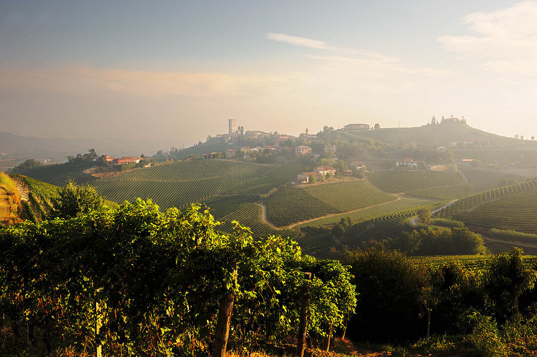 Vineyard landscape belonging to the Gaja vineyard, Piedmont, Italy