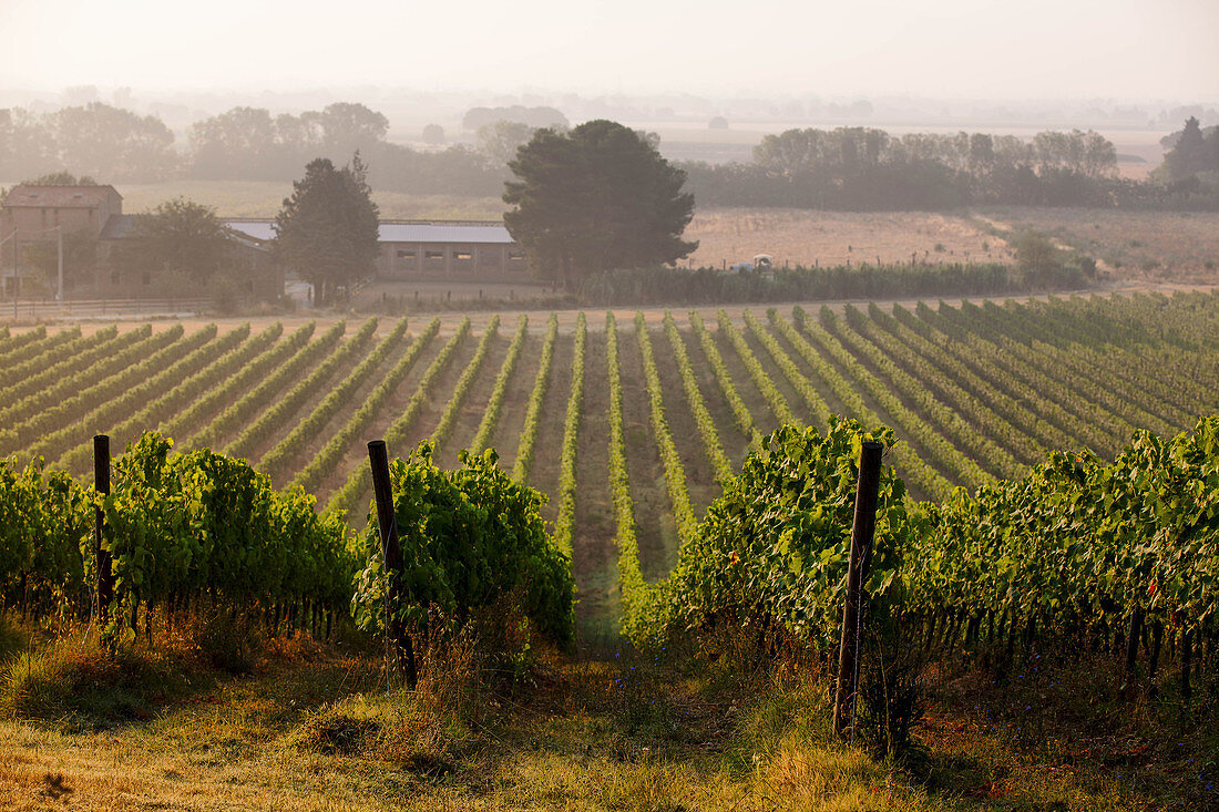 Lungarotti Rubesco, vineyard landscape with vines, Umbria, Italy