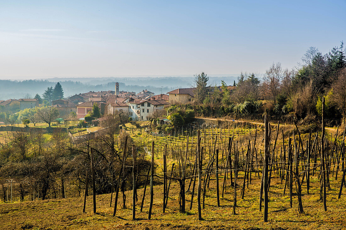Vineyard landscape and Le Pianelle vineyard, Piedmont, Italy