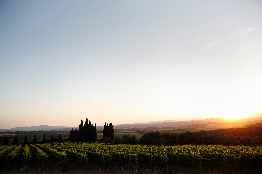 Vineyard landscape and Pieve Santa Restituta Gaja, Montalcino, Tuscany, Italy