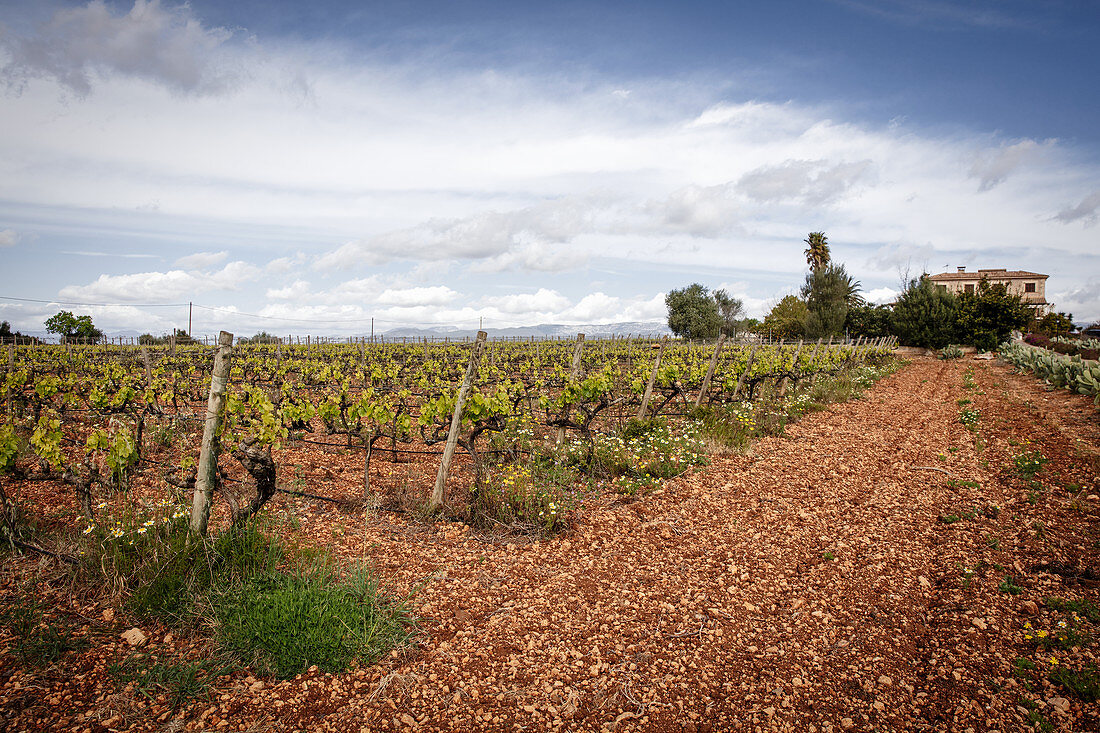 Vineyard landscape and Binigrau vineyard, Majorca, Spain