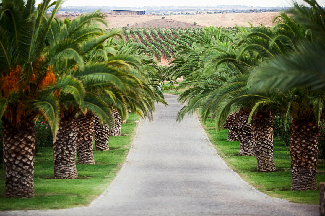 Weinlandschaft und mit Palmen gesäumte Zufahrt zu Herdade Grous Alentejo, Portugal