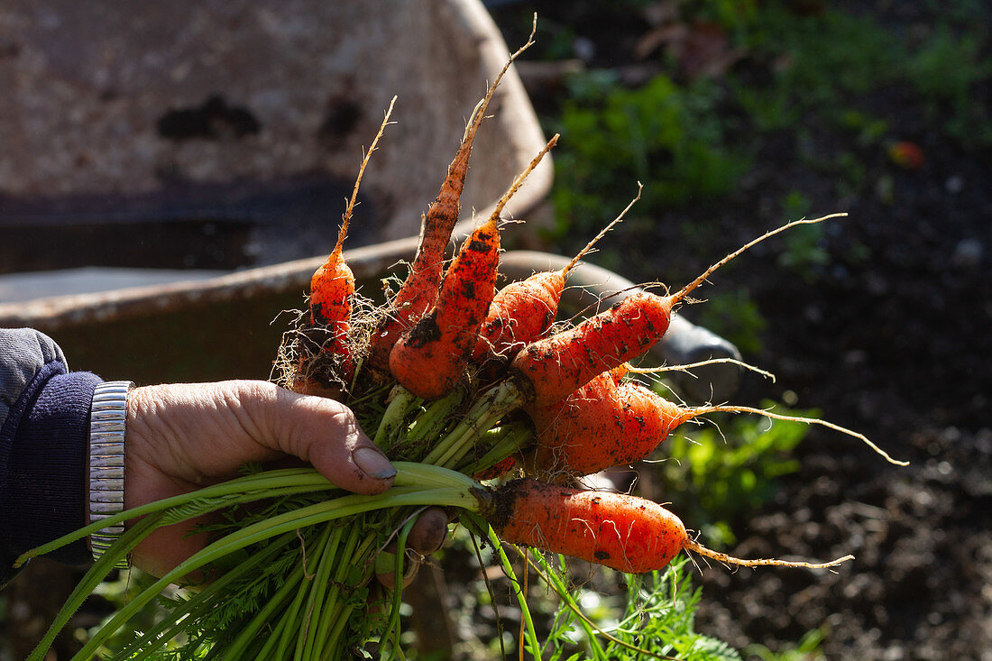 Hand holds bunch of freshly harvested carrots