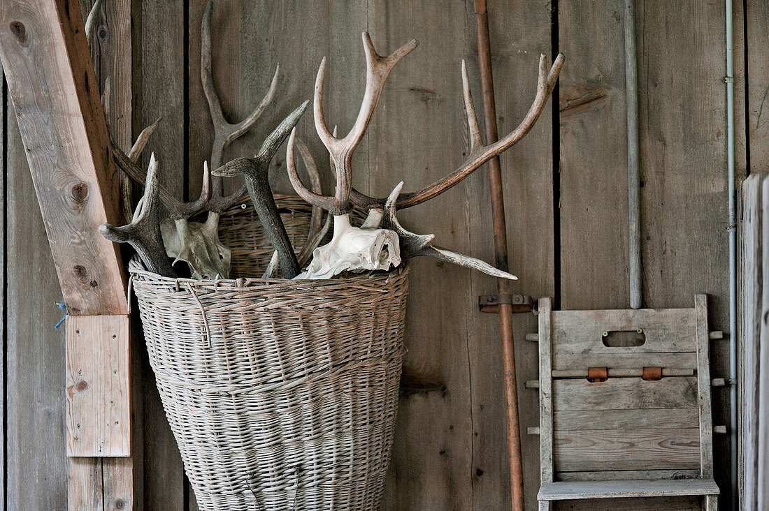 An arrangement of antlers in a wicker basket