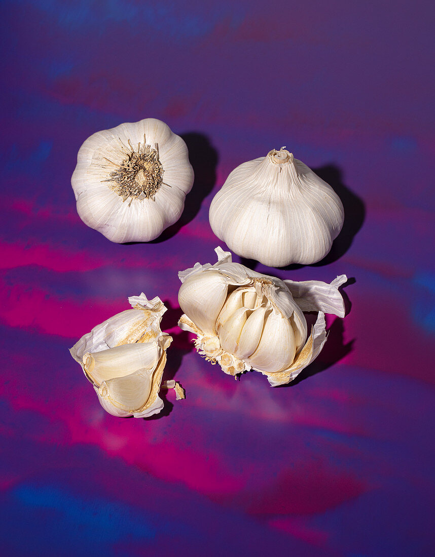Garlic on a blue-purple background