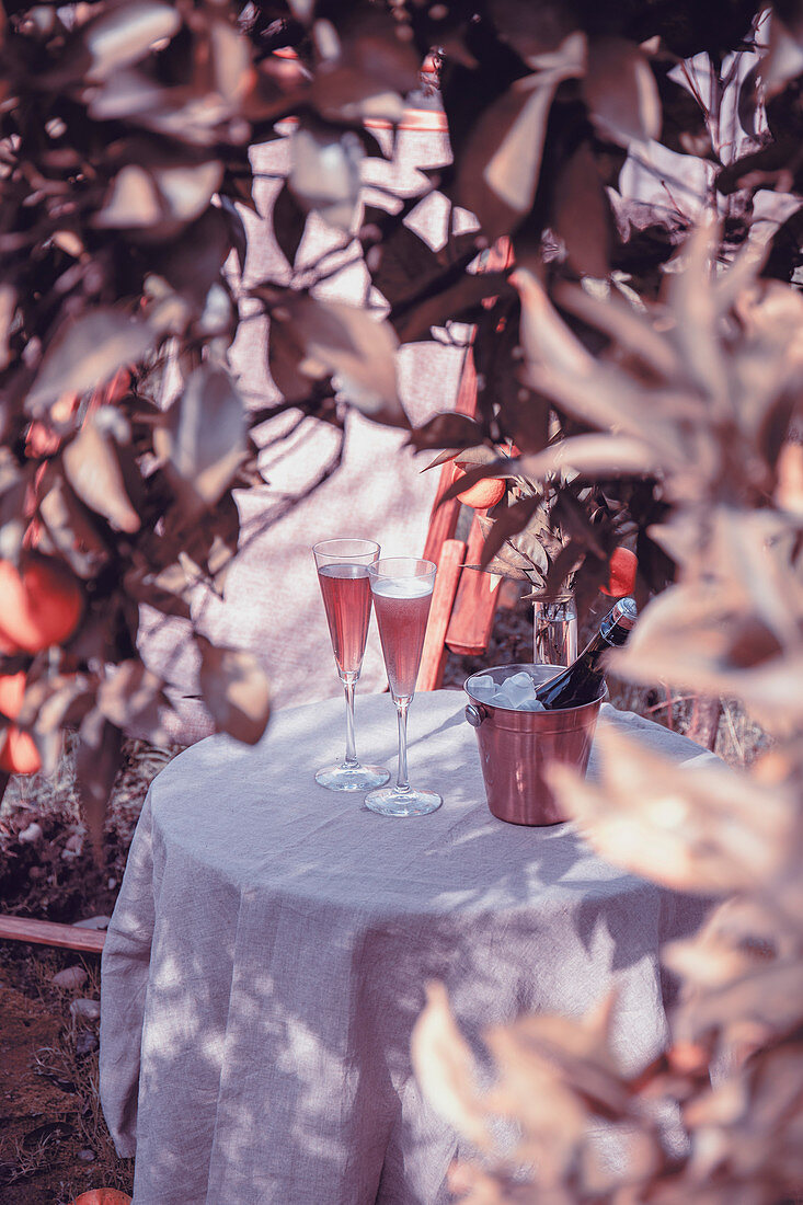 Table in the garden near the orange tree with two glasses of sparkling rose champagne