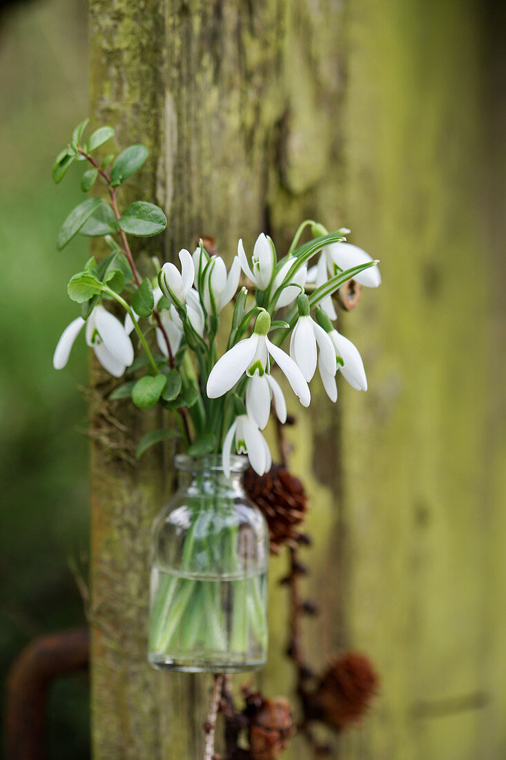 A small bouquet of snowdrops in a glass bottle hung on a tree trunk