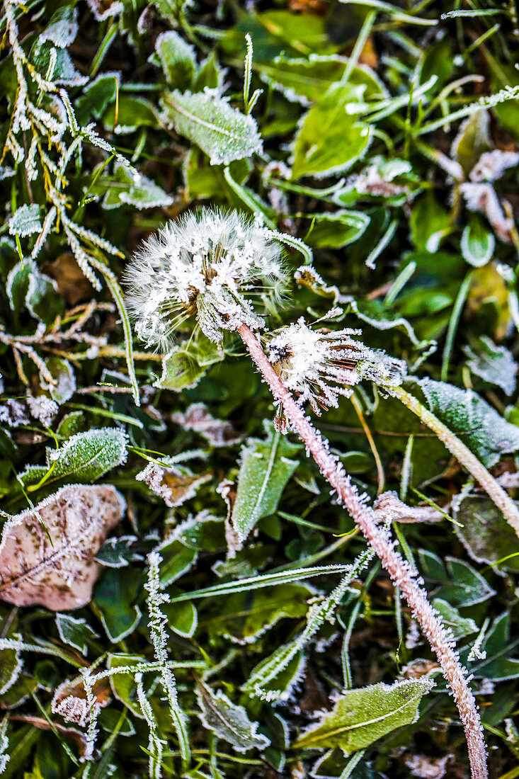 Löwenzahn nach dem ersten Frost