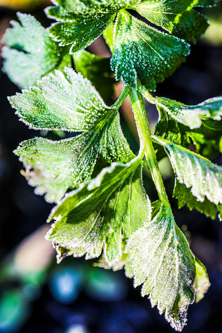 Selleriegrün nach dem ersten Frost