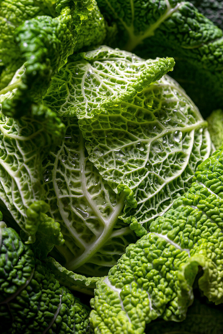 Macro detail of green cabbage
