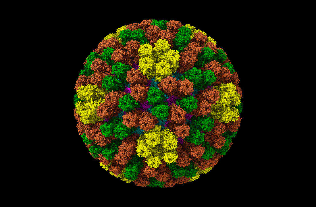 Rotavirus, computer model
